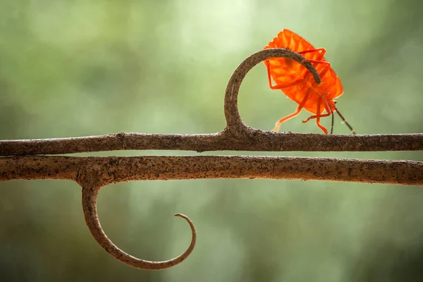 Zijn Zoveel Soorten Insecten Ons Heen Hun Vormen Zijn Verschillend — Stockfoto