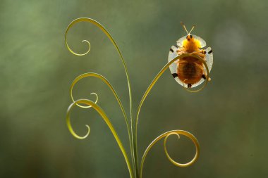 Etrafımızda o kadar çok böcek çeşidi var ki, şekilleri farklı ve benzersiz, hepsinin kendine has özellikleri var, çeşitli böcek resimleri çekebilmek çok ilginç..