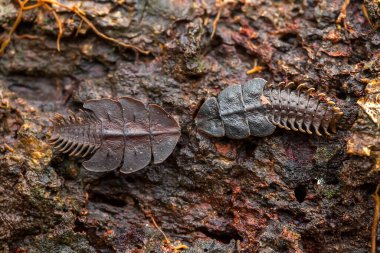 Etrafımızda o kadar çok böcek çeşidi var ki, şekilleri farklı ve benzersiz, hepsinin kendine has özellikleri var, çeşitli böcek resimleri çekebilmek çok ilginç..