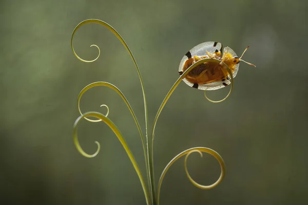 Hay Tantos Tipos Insectos Nuestro Alrededor Sus Formas Son Diversas — Foto de Stock