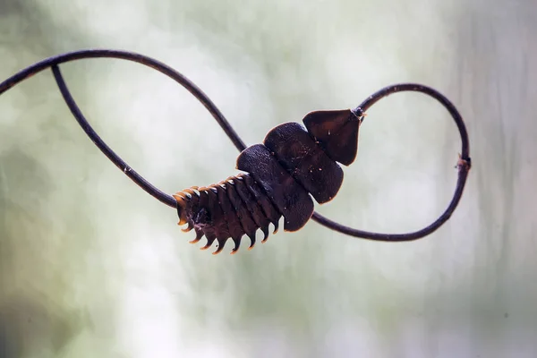 Gibt Viele Arten Von Insekten Uns Herum Ihre Formen Sind — Stockfoto