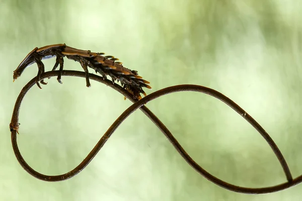 Zijn Zoveel Soorten Insecten Ons Heen Hun Vormen Zijn Verschillend — Stockfoto