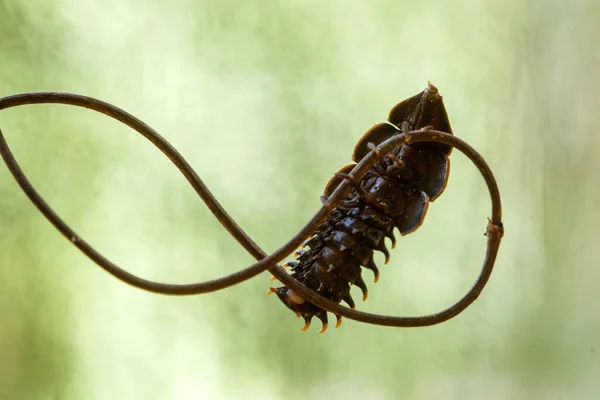 Etrafımızda Kadar Çok Böcek Çeşidi Var Şekilleri Farklı Benzersiz Hepsinin — Stok fotoğraf