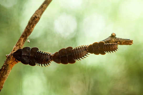 Gibt Viele Arten Von Insekten Uns Herum Ihre Formen Sind — Stockfoto