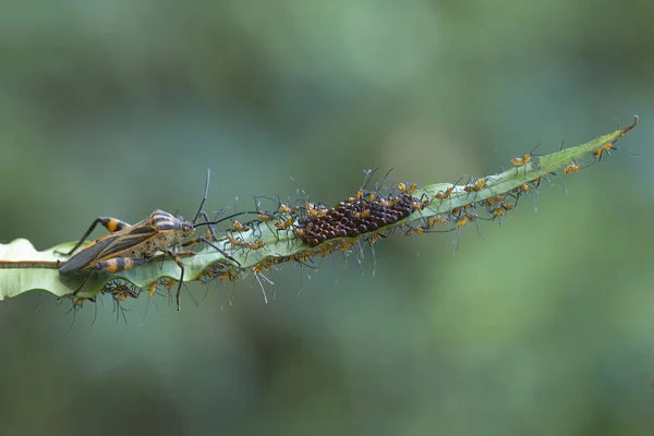 Zijn Zoveel Soorten Insecten Ons Heen Hun Vormen Zijn Verschillend — Stockfoto