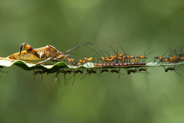 Hay Tantos Tipos Insectos Nuestro Alrededor Sus Formas Son Diversas — Foto de Stock