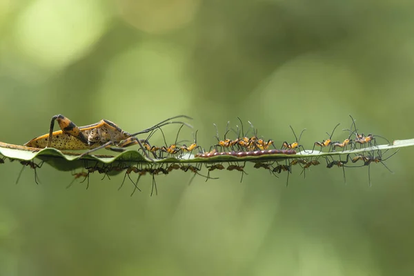 Υπάρχουν Τόσοι Πολλοί Τύποι Εντόμων Γύρω Μας Σχήματά Τους Είναι — Φωτογραφία Αρχείου