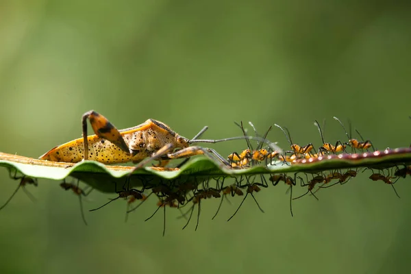 Hay Tantos Tipos Insectos Nuestro Alrededor Sus Formas Son Diversas — Foto de Stock