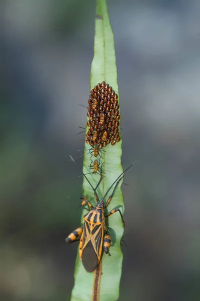 Hay Tantos Tipos Insectos Nuestro Alrededor Sus Formas Son Diversas — Foto de Stock