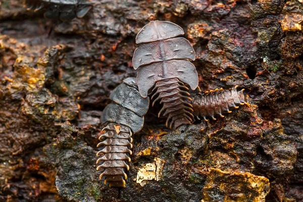 Zijn Zoveel Soorten Insecten Ons Heen Hun Vormen Zijn Verschillend Stockfoto