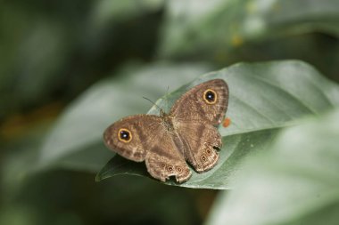 Bu güzel ve zarif kelebek, oldukça korkunç bir tırtıldan bir değişiklik. Başlangıçta çok korkutucu olan tırtılın güzel bir kelebeğe dönüşmesi birkaç gün alır. Bu Tanrı 'nın olağanüstü bir gücü..