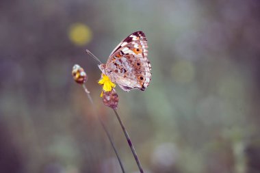 Bu güzel ve zarif kelebek, oldukça korkunç bir tırtıldan bir değişiklik. Başlangıçta çok korkutucu olan tırtılın güzel bir kelebeğe dönüşmesi birkaç gün alır. Bu Tanrı 'nın olağanüstü bir gücü..