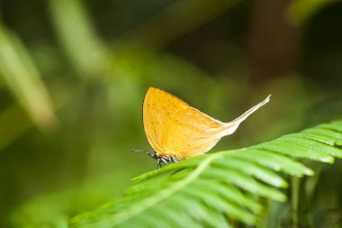 Bu güzel ve zarif kelebek, oldukça korkunç bir tırtıldan bir değişiklik. Başlangıçta çok korkutucu olan tırtılın güzel bir kelebeğe dönüşmesi birkaç gün alır. Bu Tanrı 'nın olağanüstü bir gücü..