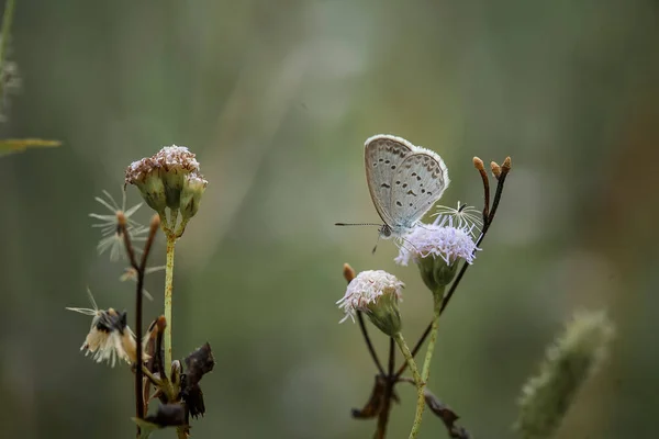 아름답고우아 나비는 무섭게 애벌레에서 무섭게 보였던 애벌레를 만들기까지 며칠이 걸렸습니다 — 스톡 사진