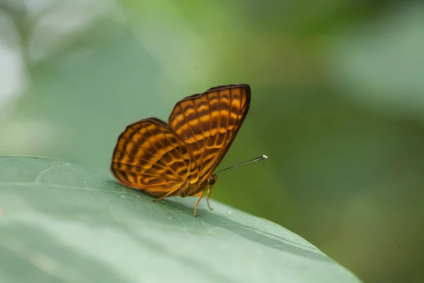 Αυτή Όμορφη Και Κομψή Πεταλούδα Είναι Μια Αλλαγή Από Μια — Φωτογραφία Αρχείου