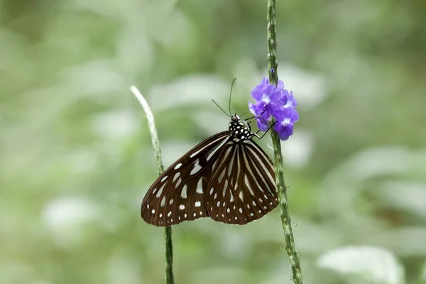 Deze Mooie Elegante Vlinder Een Verandering Van Een Behoorlijk Enge — Stockfoto