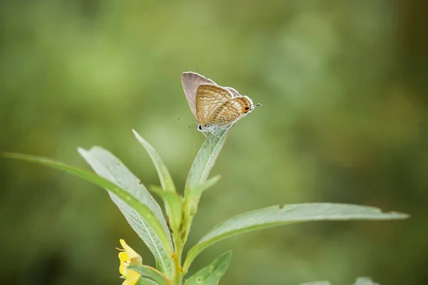 아름답고우아 나비는 무섭게 애벌레에서 무섭게 보였던 애벌레를 만들기까지 며칠이 걸렸습니다 — 스톡 사진