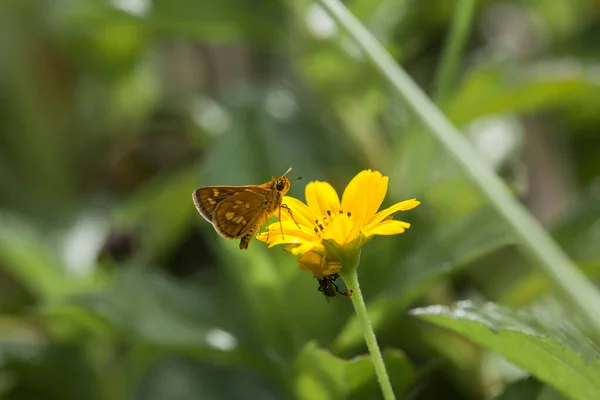 Beau Élégant Papillon Est Changement Une Chenille Assez Effrayant Faut — Photo