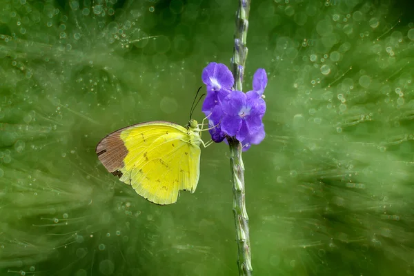 この美しくエレガントな蝶はかなり恐ろしい冬虫夏草からの変更です それは最初はとても美しい蝶に恐ろしいされた冬虫夏草を処理するために数日かかります それは特別な神の力です — ストック写真