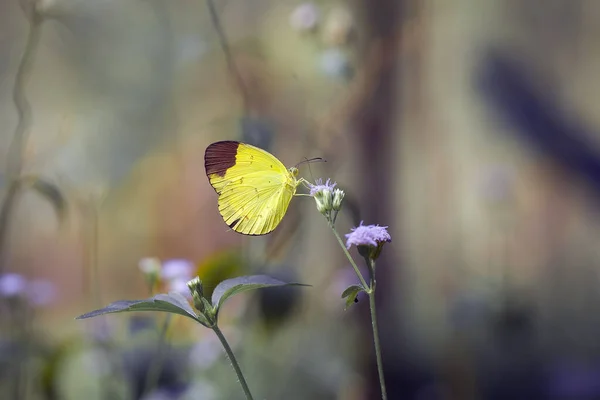 Beau Élégant Papillon Est Changement Une Chenille Assez Effrayant Faut — Photo