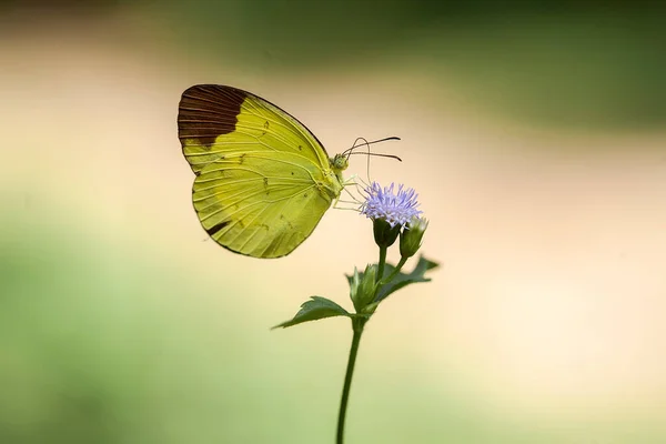 Beau Élégant Papillon Est Changement Une Chenille Assez Effrayant Faut — Photo