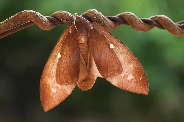 Esta Hermosa Elegante Mariposa Cambio Una Oruga Bastante Aterradora Toma —  Fotos de Stock