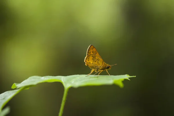 Tento Krásný Elegantní Motýl Změna Docela Děsivé Housenka Trvá Několik — Stock fotografie