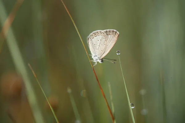 Deze Mooie Elegante Vlinder Een Verandering Van Een Behoorlijk Enge — Stockfoto