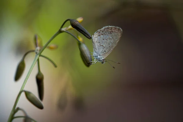 Dieser Schöne Und Elegante Schmetterling Ist Eine Abwechslung Von Einer — Stockfoto