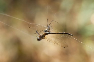 Yusufçuk ve eşsiz yer evimin arkasında akan küçük nehirlerin kıyısında bulunur. Bazen yusufçuklar sıradan görünürken ölümsüzleştirildiğinde gerçek güzellik görülecektir. Güzel, zarif ve olağanüstü..
