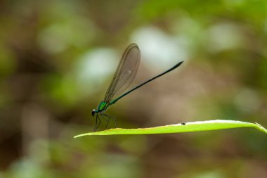 Yusufçuk ve eşsiz yer evimin arkasında akan küçük nehirlerin kıyısında bulunur. Bazen yusufçuklar sıradan görünürken ölümsüzleştirildiğinde gerçek güzellik görülecektir. Güzel, zarif ve olağanüstü..