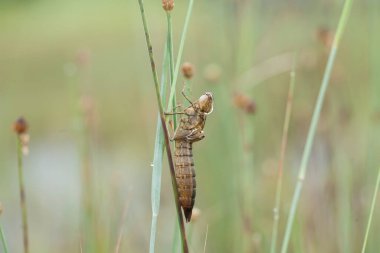 Yusufçuk ve eşsiz yer evimin arkasında akan küçük nehirlerin kıyısında bulunur. Bazen yusufçuklar sıradan görünürken ölümsüzleştirildiğinde gerçek güzellik görülecektir. Güzel, zarif ve olağanüstü..