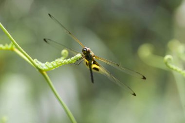Yusufçuk ve eşsiz yer evimin arkasında akan küçük nehirlerin kıyısında bulunur. Bazen yusufçuklar sıradan görünürken ölümsüzleştirildiğinde gerçek güzellik görülecektir. Güzel, zarif ve olağanüstü..
