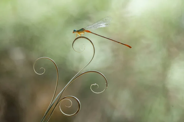 Dragonfly Unique Place Found Banks Small Rivers Flowing House Sometimes — Stock Photo, Image