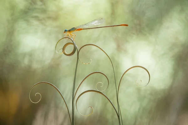 Dragonfly Και Μοναδικό Μέρος Βρίσκονται Στις Όχθες Των Μικρών Ποταμών — Φωτογραφία Αρχείου