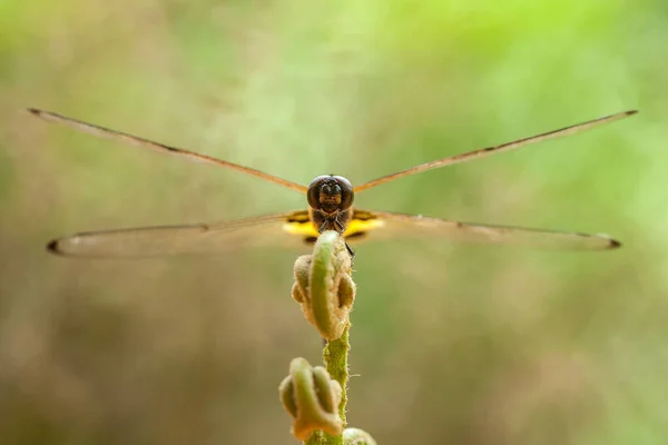 Dragonfly Και Μοναδικό Μέρος Βρίσκονται Στις Όχθες Των Μικρών Ποταμών — Φωτογραφία Αρχείου