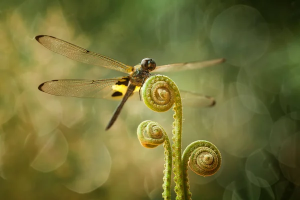 Libellula Luogo Unico Trovano Sulle Rive Piccoli Fiumi Che Scorrono — Foto Stock