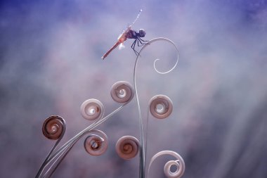 Yusufçuk ve eşsiz yer evimin arkasında akan küçük nehirlerin kıyısında bulunur. Bazen yusufçuklar sıradan görünürken ölümsüzleştirildiğinde gerçek güzellik görülecektir. Güzel, zarif ve olağanüstü..