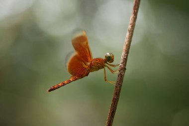 Yusufçuk ve eşsiz yer evimin arkasında akan küçük nehirlerin kıyısında bulunur. Bazen yusufçuklar sıradan görünürken ölümsüzleştirildiğinde gerçek güzellik görülecektir. Güzel, zarif ve olağanüstü..