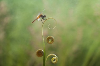 Yusufçuk ve eşsiz yer evimin arkasında akan küçük nehirlerin kıyısında bulunur. Bazen yusufçuklar sıradan görünürken ölümsüzleştirildiğinde gerçek güzellik görülecektir. Güzel, zarif ve olağanüstü..