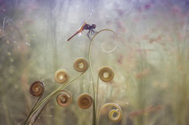 Yusufçuk ve eşsiz yer evimin arkasında akan küçük nehirlerin kıyısında bulunur. Bazen yusufçuklar sıradan görünürken ölümsüzleştirildiğinde gerçek güzellik görülecektir. Güzel, zarif ve olağanüstü..