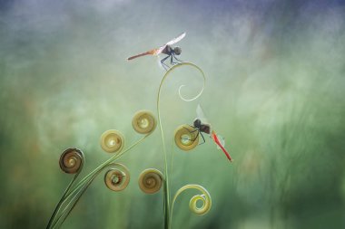 Yusufçuk ve eşsiz yer evimin arkasında akan küçük nehirlerin kıyısında bulunur. Bazen yusufçuklar sıradan görünürken ölümsüzleştirildiğinde gerçek güzellik görülecektir. Güzel, zarif ve olağanüstü..