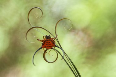 Uzun boynuzlu küre dokumacı örümcek ağırlıklı olarak birincil ormanda yaşar. Küre dokumacı örümcek familyasının üyeleri olarak bu inanılmaz yaratıklar, kuzenlerinin tipik yuvarlak ağını yollar boyunca örerler. Böylece karanlıkta onlara doğru yürüyebilirsiniz..
