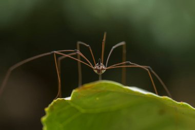 Uzun boynuzlu küre dokumacı örümcek ağırlıklı olarak birincil ormanda yaşar. Küre dokumacı örümcek familyasının üyeleri olarak bu inanılmaz yaratıklar, kuzenlerinin tipik yuvarlak ağını yollar boyunca örerler. Böylece karanlıkta onlara doğru yürüyebilirsiniz..