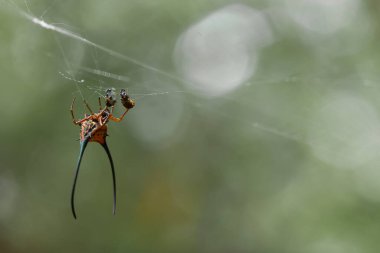 Uzun boynuzlu küre dokumacı örümcek ağırlıklı olarak birincil ormanda yaşar. Küre dokumacı örümcek familyasının üyeleri olarak bu inanılmaz yaratıklar, kuzenlerinin tipik yuvarlak ağını yollar boyunca örerler. Böylece karanlıkta onlara doğru yürüyebilirsiniz..