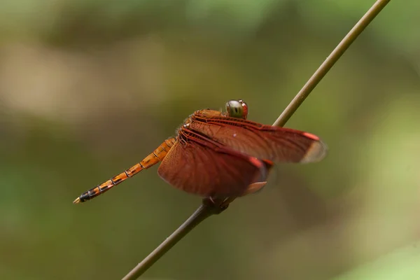 Dragonfly Unieke Plek Zijn Vinden Oevers Van Kleine Rivieren Die — Stockfoto