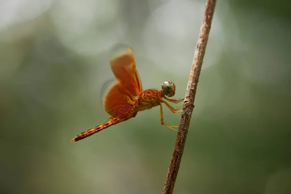 Dragonfly Unique Place Found Banks Small Rivers Flowing House Sometimes — Stock Photo, Image