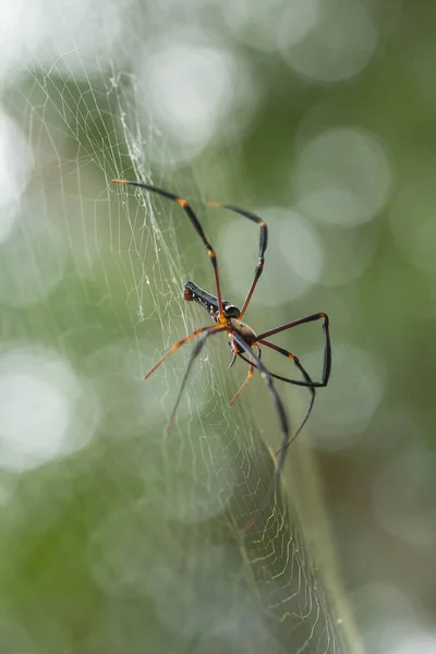 Long-horned orb-weaver spider lives predominantly in primary forest. As members of the orb-weaver family of spiders, these amazing creatures build the typical circular web of their cousins across pathways so you can walk into them in the dark.