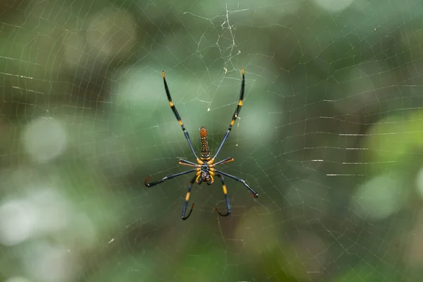 Langgehoornde Orb Weaver Spin Leeft Voornamelijk Primair Bos Als Leden — Stockfoto