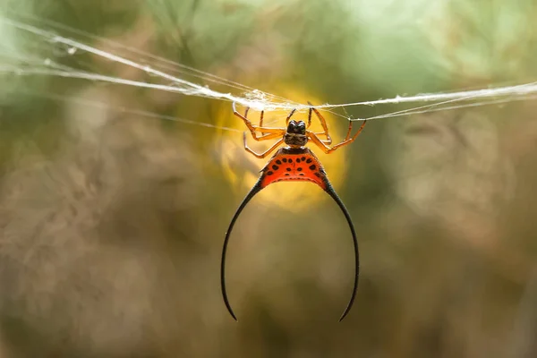 長い角を持つオーブウィーバークモは主に原生林に生息している 彼らのいとこの典型的な円形の網を構築するので暗闇の中で歩くことができます — ストック写真